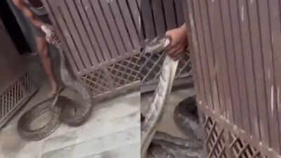 Giant python tries to enter Meerut house, man grabs the massive snake as villagers - watch video