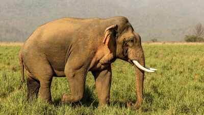 Tragic tale: In 1962, Oklahoma researchers gave 14-year-old elephant Tusko 297 mg of LSD, the largest single dose ever administered; he collapsed within five minutes and died 100 minutes later