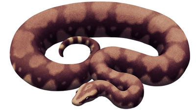 Meet the Vasuki Indicus: The largest snake to roam the Earth, earlier mistaken for a massive crocodile; IIT Roorkee researchers name it after the 'Vasuki Naag'