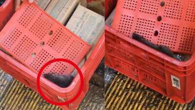 Sweet treat turns sour as rat sparks food safety scare in Maharashtra’s Kalyan