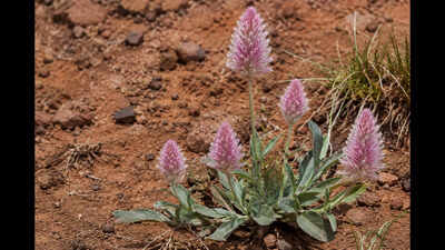 A rare Australian plant last recorded in 1967 has been found alive in remote Queensland after nearly six decades