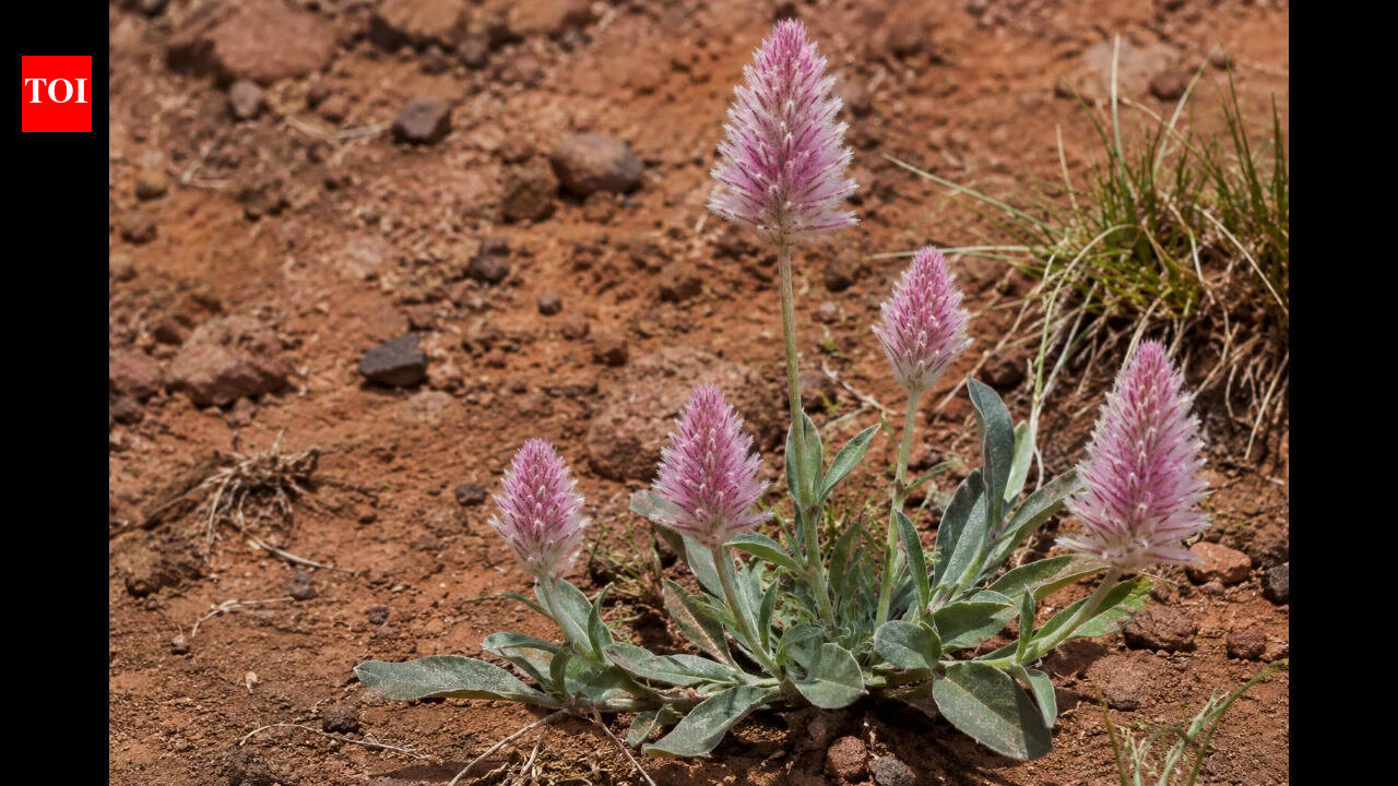 A rare Australian plant last recorded in 1967 has been found alive in remote Queensland after nearly six decades