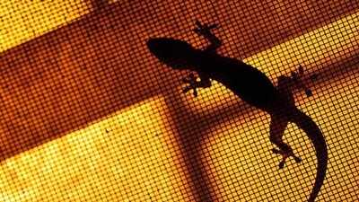 <b>5 natural ways to keep lizards out of your home</b>