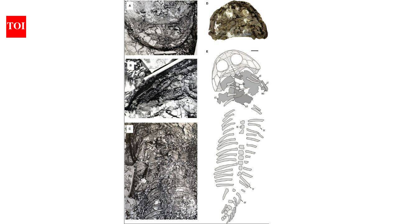 Giant fossil left in Arctic in 1948 later revealed a record-size predator