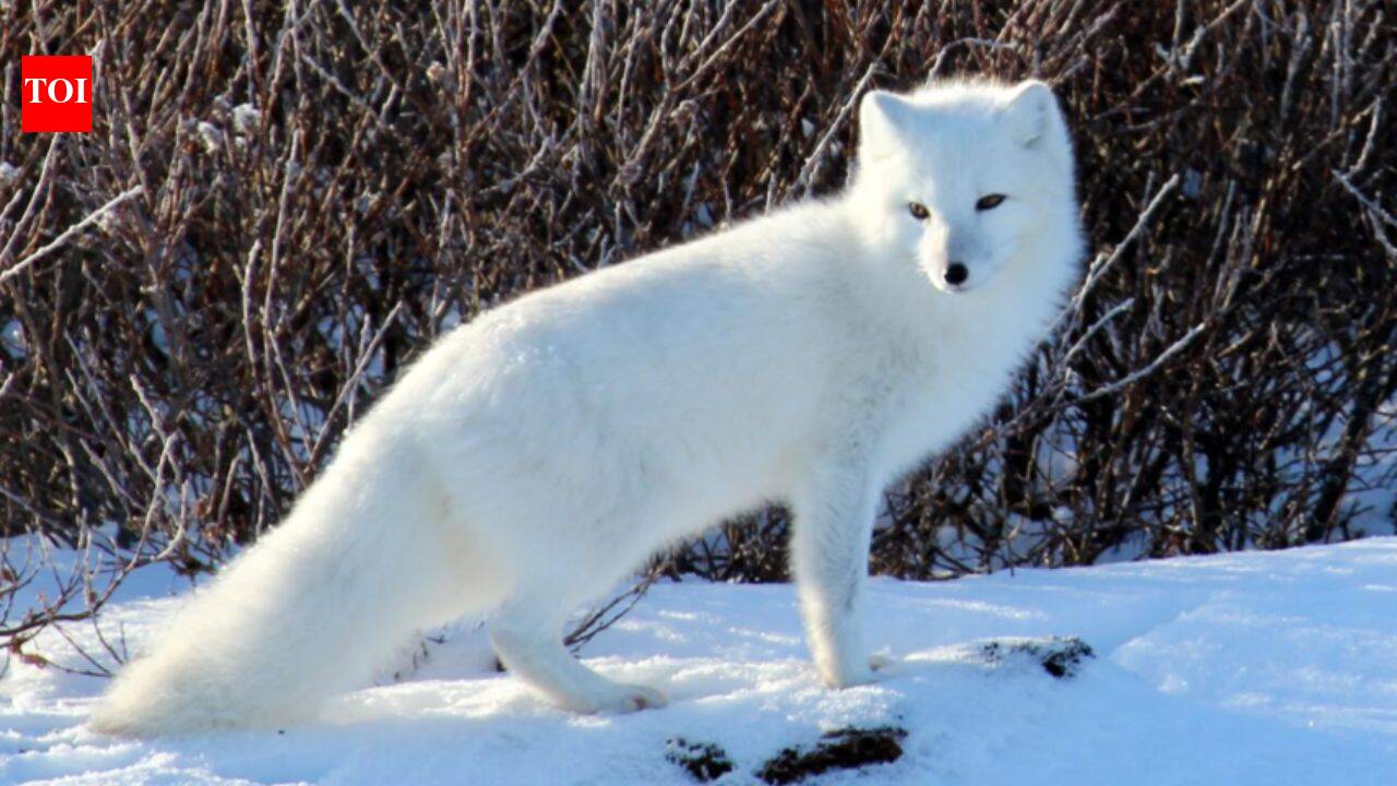 Arctic foxes brought for fur transformed Alaska’s grasslands into tundra
