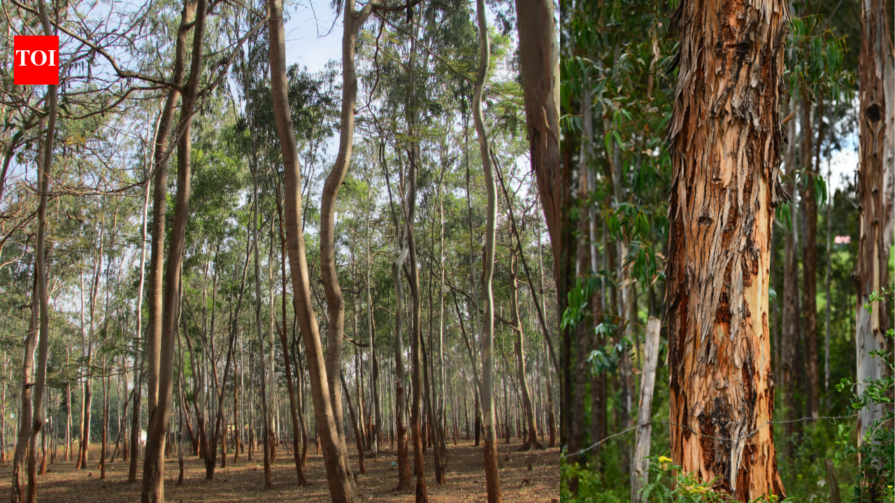 Hawaiʻi’s eucalyptus forests could help build the islands’ future