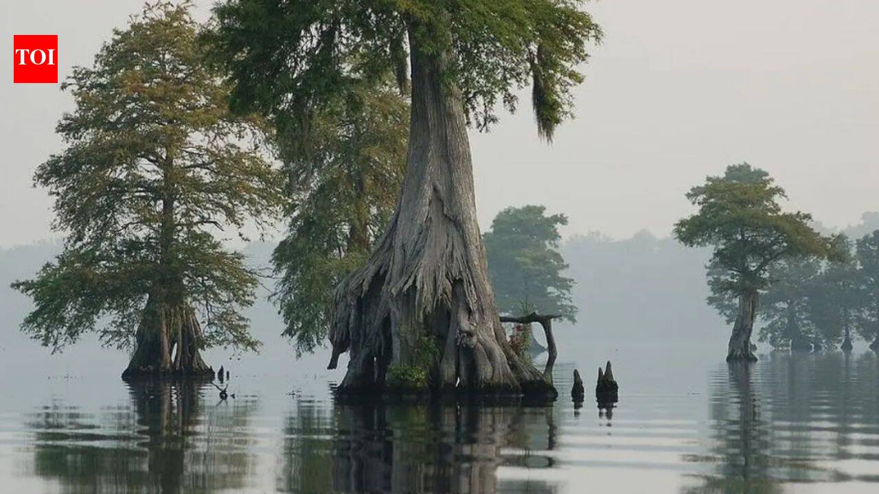 Virginia re-wet a swamp across 150 miles of old ditches; peat traps 200,000 tonnes of carbon