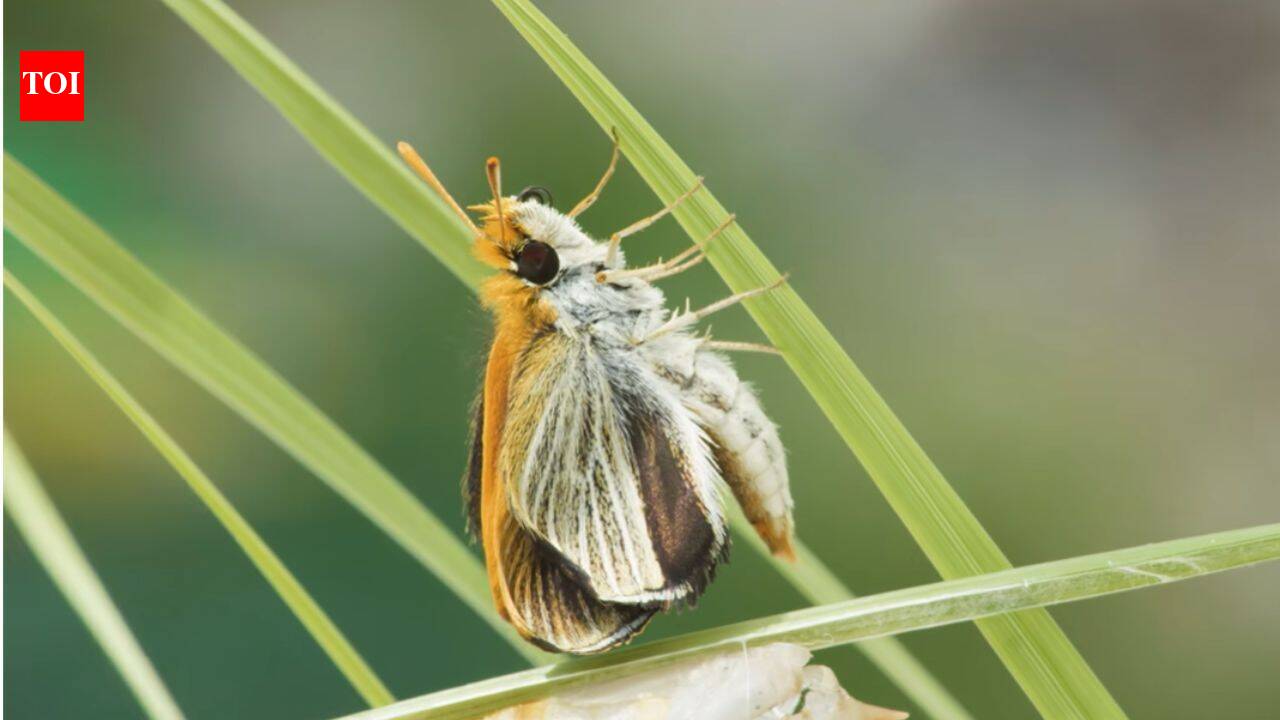 Only nine such butterflies were found in US in 2022; 3 years later, over 1,300 were released