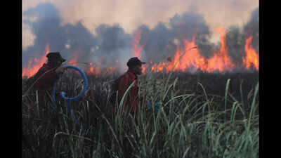 Wildfires came within metres of rescued orangutans in Indonesia; staff fought the blaze into the night and moved 60 animals to safer enclosures