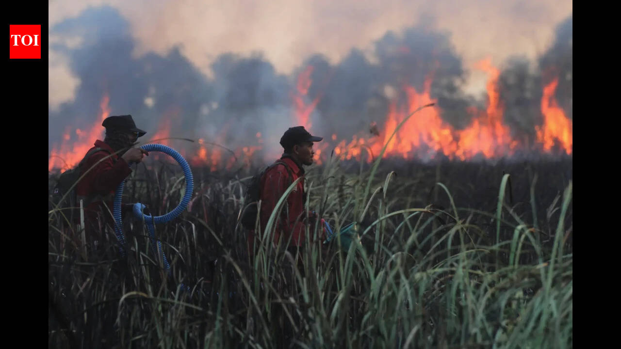 Wildfire came within metres of rescued orangutans; 60 animals moved