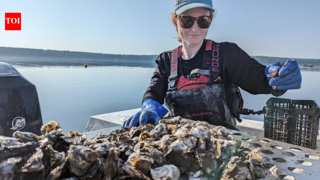 A Maine oyster farm is testing a floating conveyor that moves oyster baskets through water and air