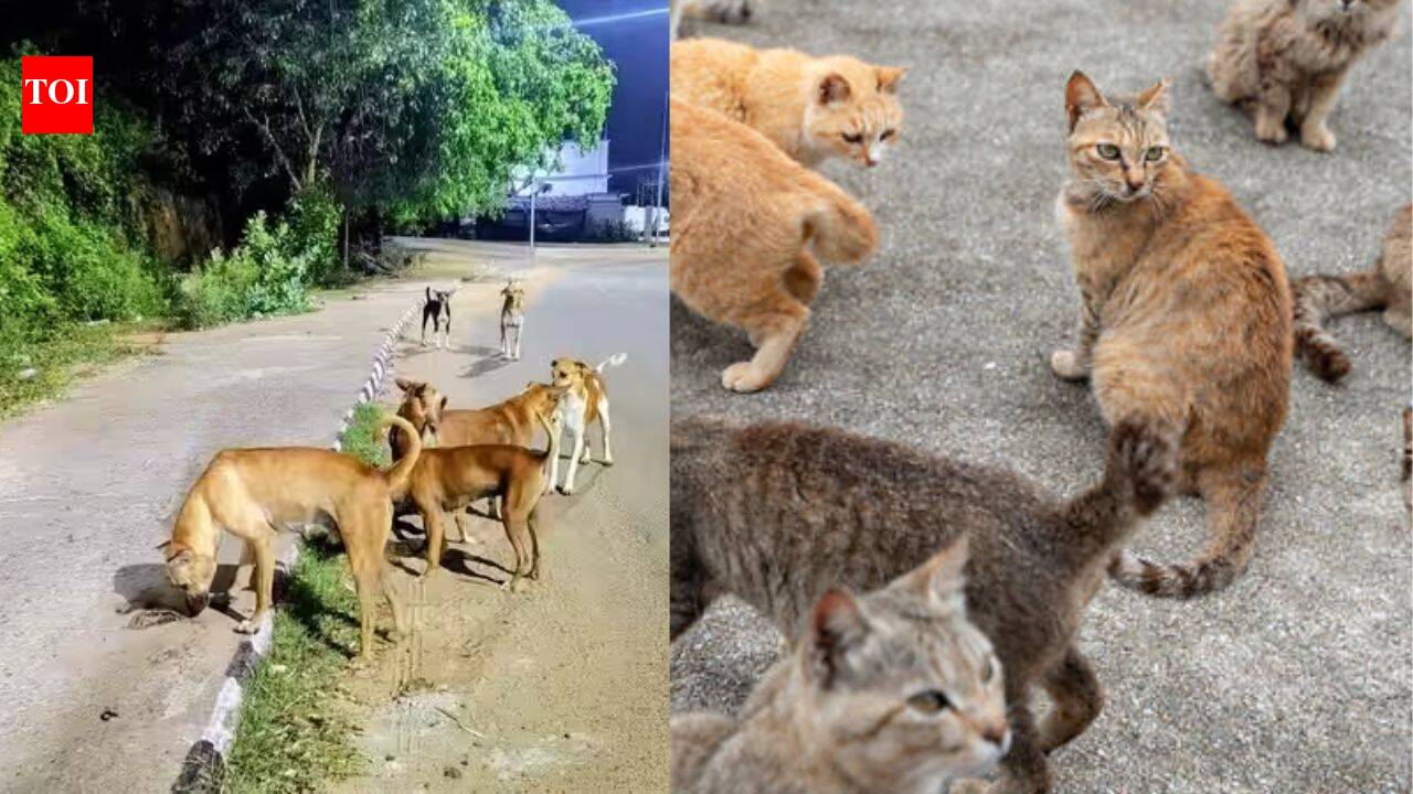 21 stray dogs, 2 cats allegedly poisoned in Nashik village, 2 booked