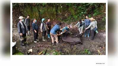 Expert team carries out containment drive as foot-and-mount disease outbreak hit Arunachal