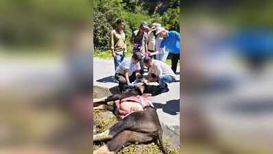 Expert team carries out containment drive as foot-and-mount disease outbreak hit Arunachal