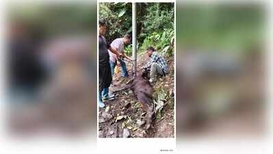 Expert team carries out containment drive as foot-and-mount disease outbreak hit Arunachal