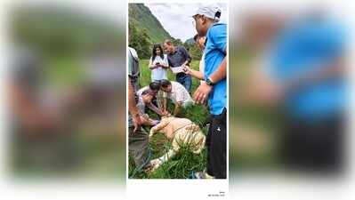 Expert team carries out containment drive as foot-and-mount disease outbreak hit Arunachal