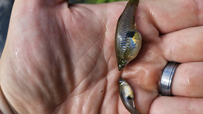 In 1905, Hawaii introduced mosquitofish to control mosquitoes; the tiny fish later became linked to declines of native damselflies and other threatened species