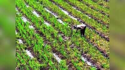 Rainfall activity to remain subdued across Pune, state this week; dams at full capacity