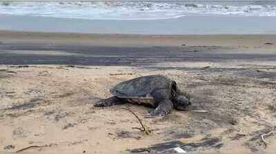 Mumbai Police rescues a 100 kg rare Loggerhead Sea Turtle in coordination with RAWW
