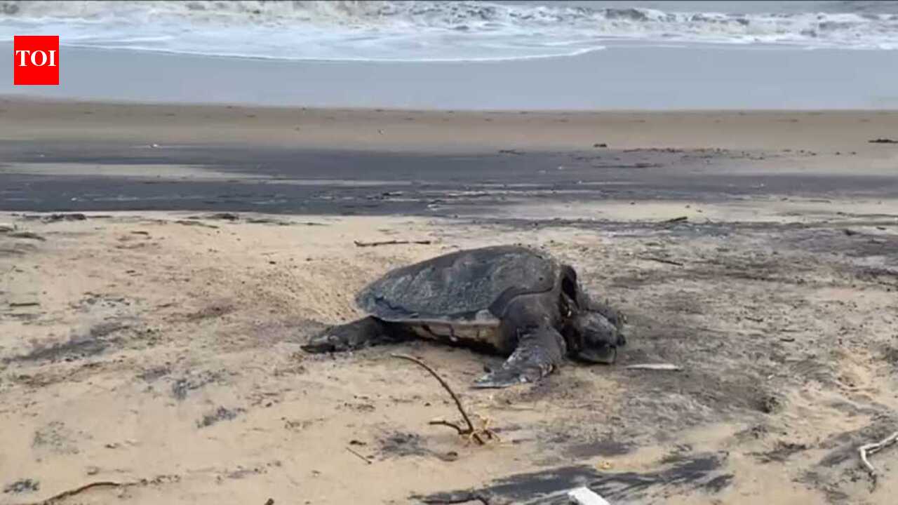Mumbai Police rescues a 100 kg rare Loggerhead Sea Turtle in coordination with RAWW