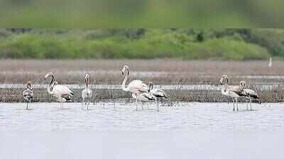 Haven for rare birds, submerged Santa Cruz fields spark wetland debate