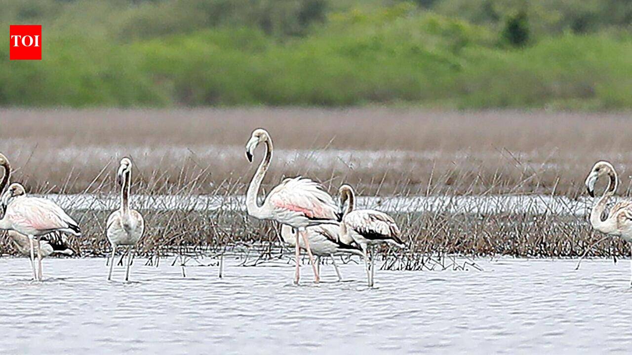 Haven for rare birds, submerged Santa Cruz fields spark wetland debate
