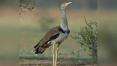 Threat grows for Great Indian Bustard