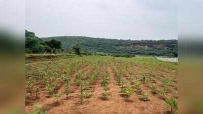 Gurgaon’s first Namo Van takes root with 10k saplings