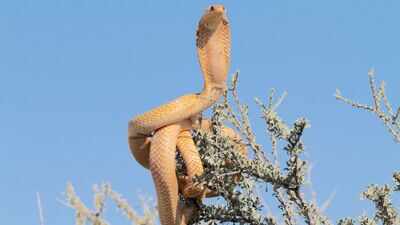 The snake safari nobody talks about: 6 Indian wildlife destinations where snakes are the real attraction