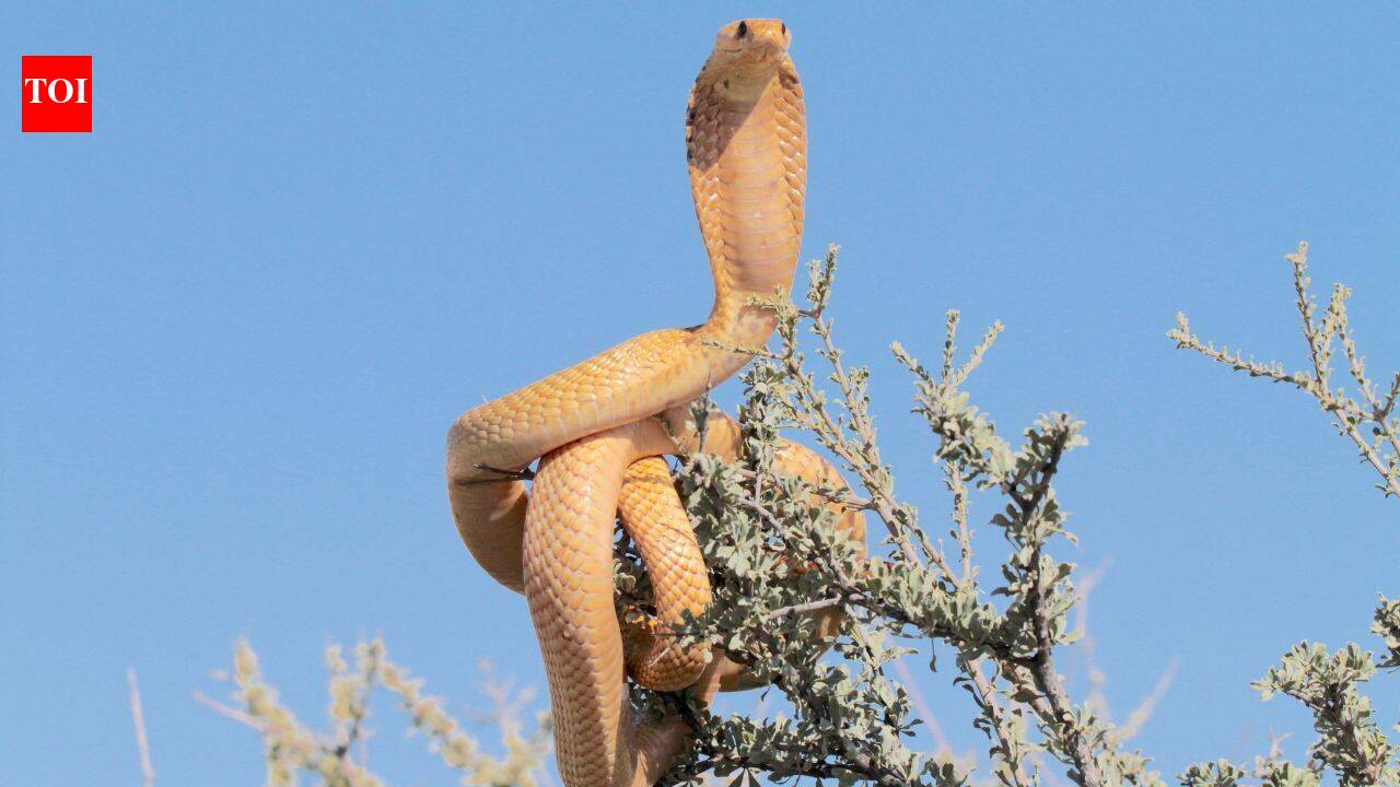 The snake safari nobody talks about: 6 Indian wildlife destinations where snakes are the real attraction