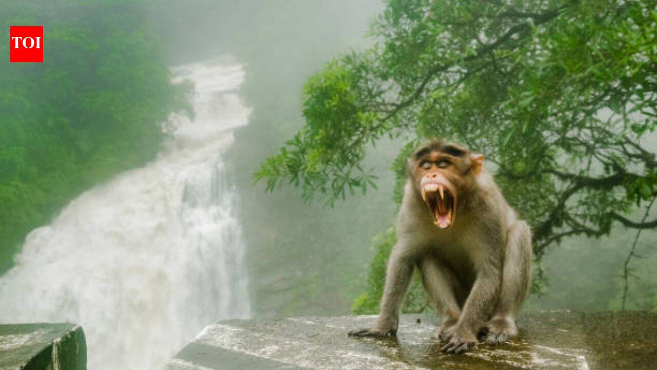 Florida introduced rhesus macaques for tourism in the 1930s, now they carry a potentially fatal virus