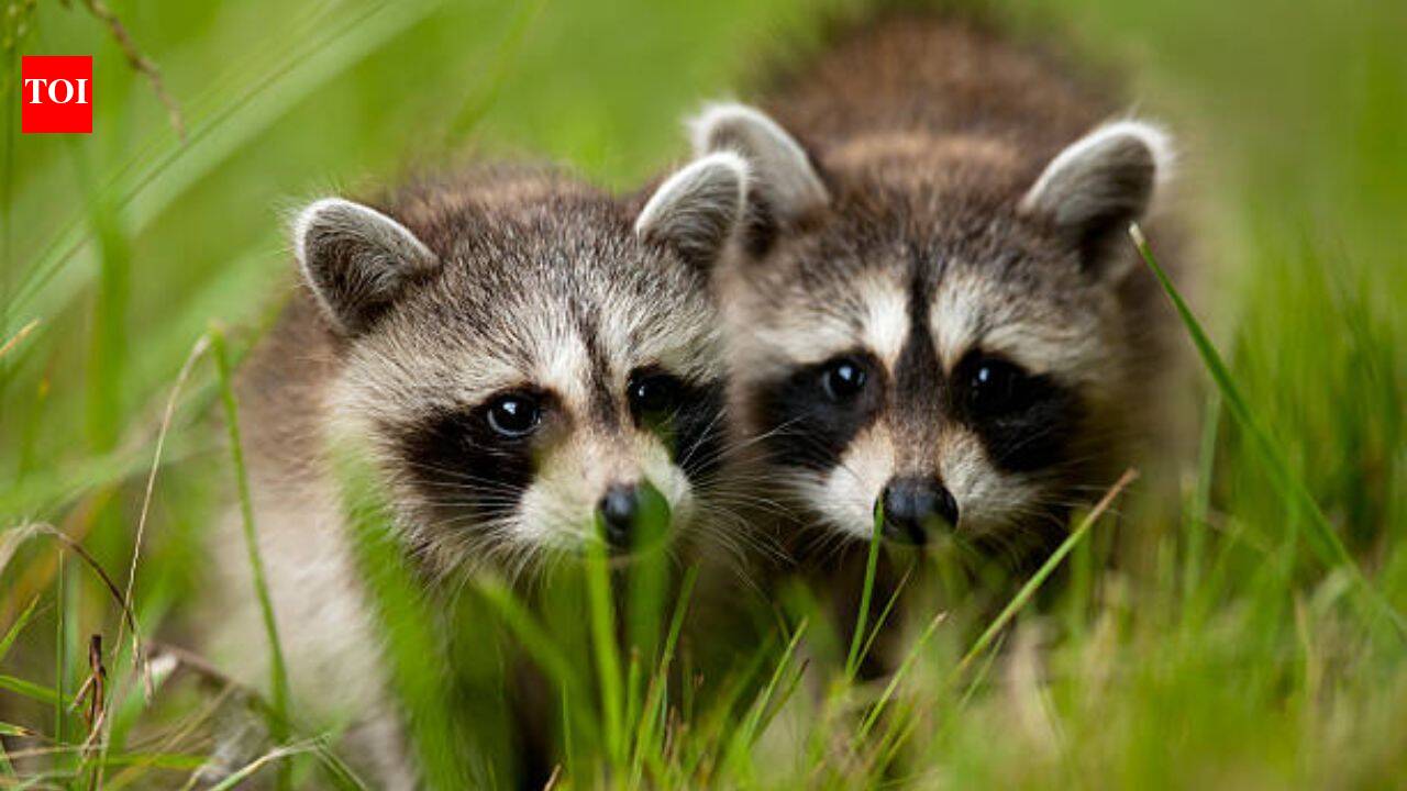Two pairs of North American raccoons were released in Germany's Kassel, today their population is around 30,000 and are known as 'bandits' by public