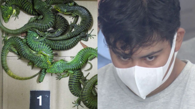 Mexican man arrested with 200 lizards hidden in socks at Tokyo airport; bought for $3.50, some worth $630