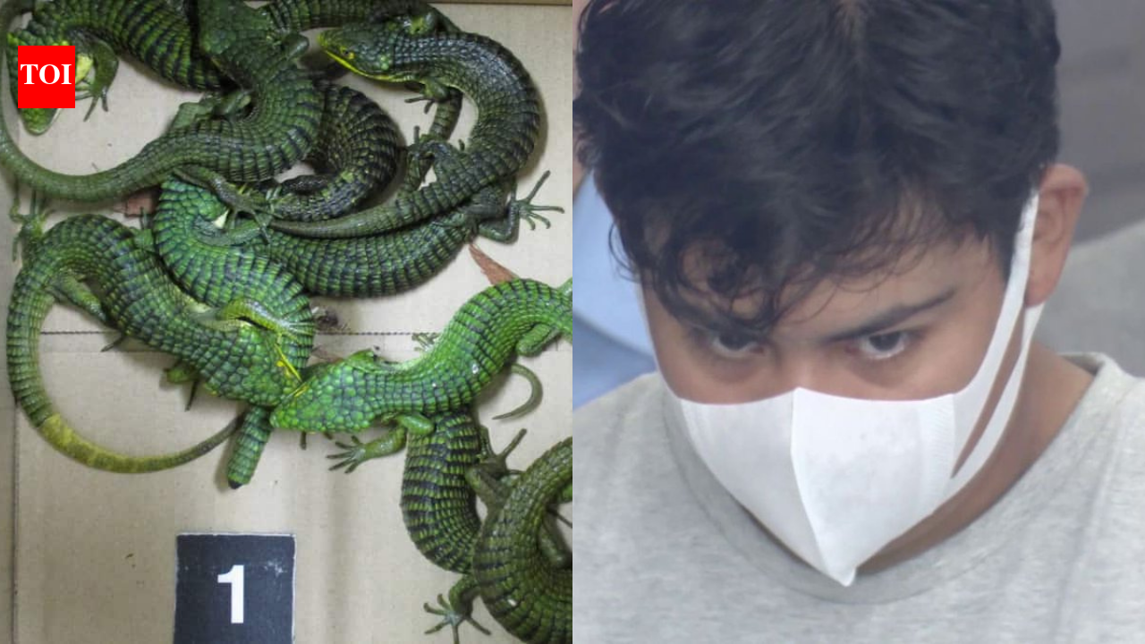 Mexican man arrested with 200 lizards hidden in socks at Tokyo airport