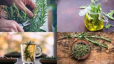 Rosemary beyond hair growth: Exploring memory, focus and brain health benefits of this kitchen herb