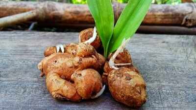 How to grow your own fresh ginger at home: A step-by-step beginner’s guide