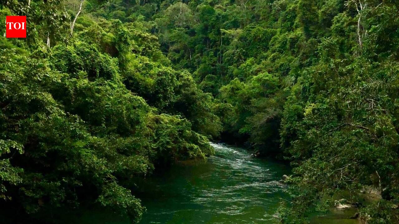 From a 'near-death' mistake to a wildlife paradise: How one man spent 50 years healing the forest he once burned.