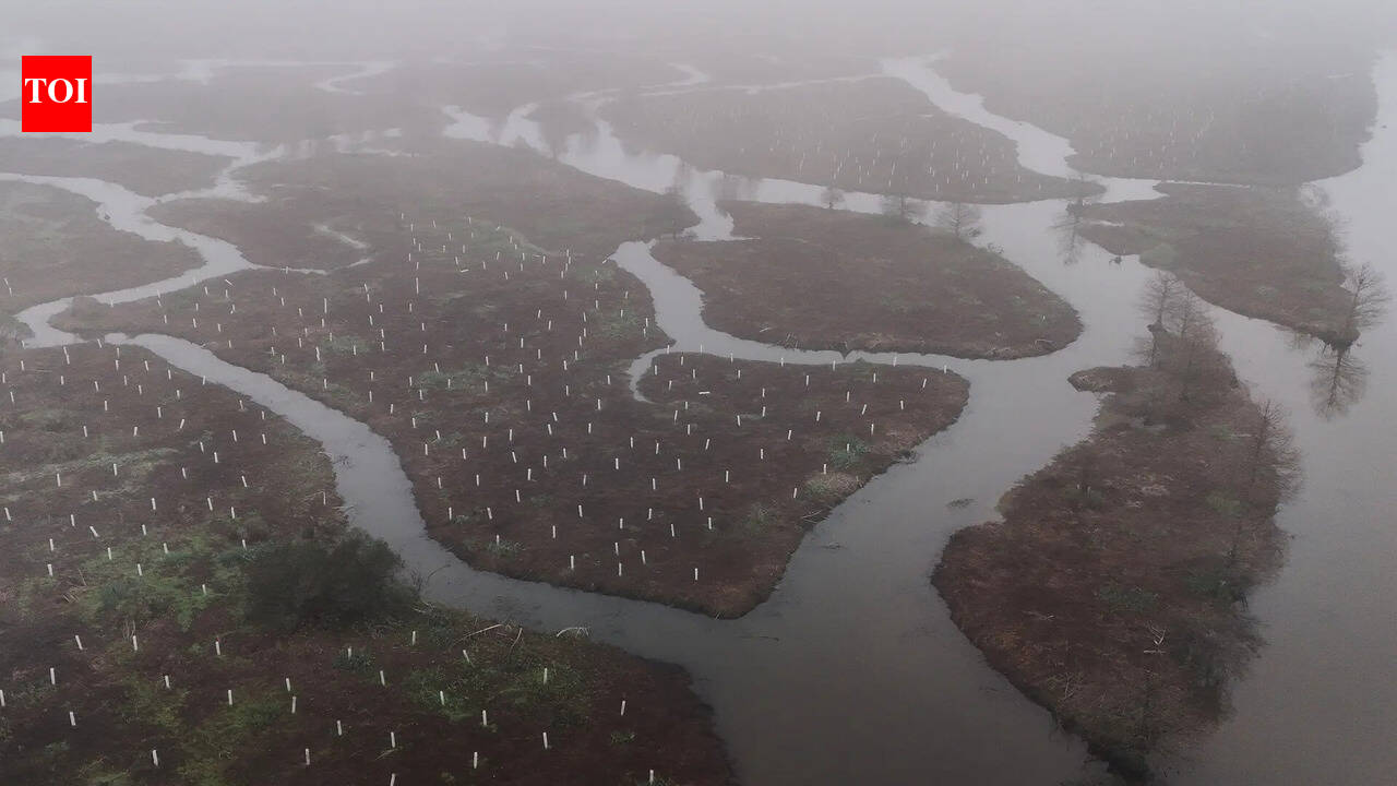 In 2026, volunteers began planting 30,000 trees to rebuild the wetland forest