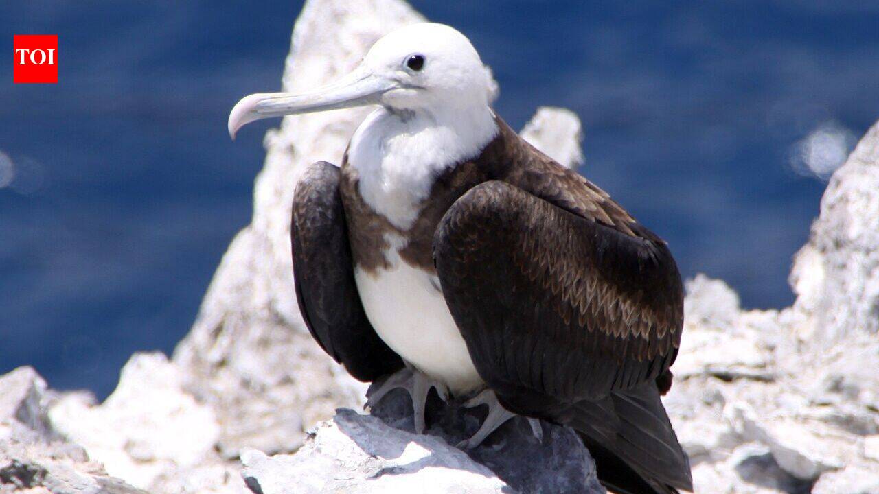 In 1815, cats arrived on Ascension Island; they drove huge seabird colonies away