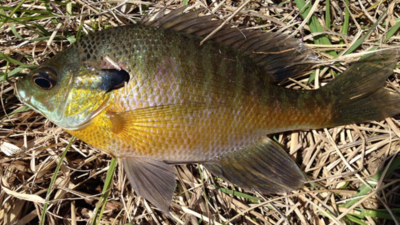 In 1960, Chicago gave Japan’s future emperor 18 bluegill as a friendship gift, and their descendants spread in Japan and reached an estimated 25 million in Lake Biwa