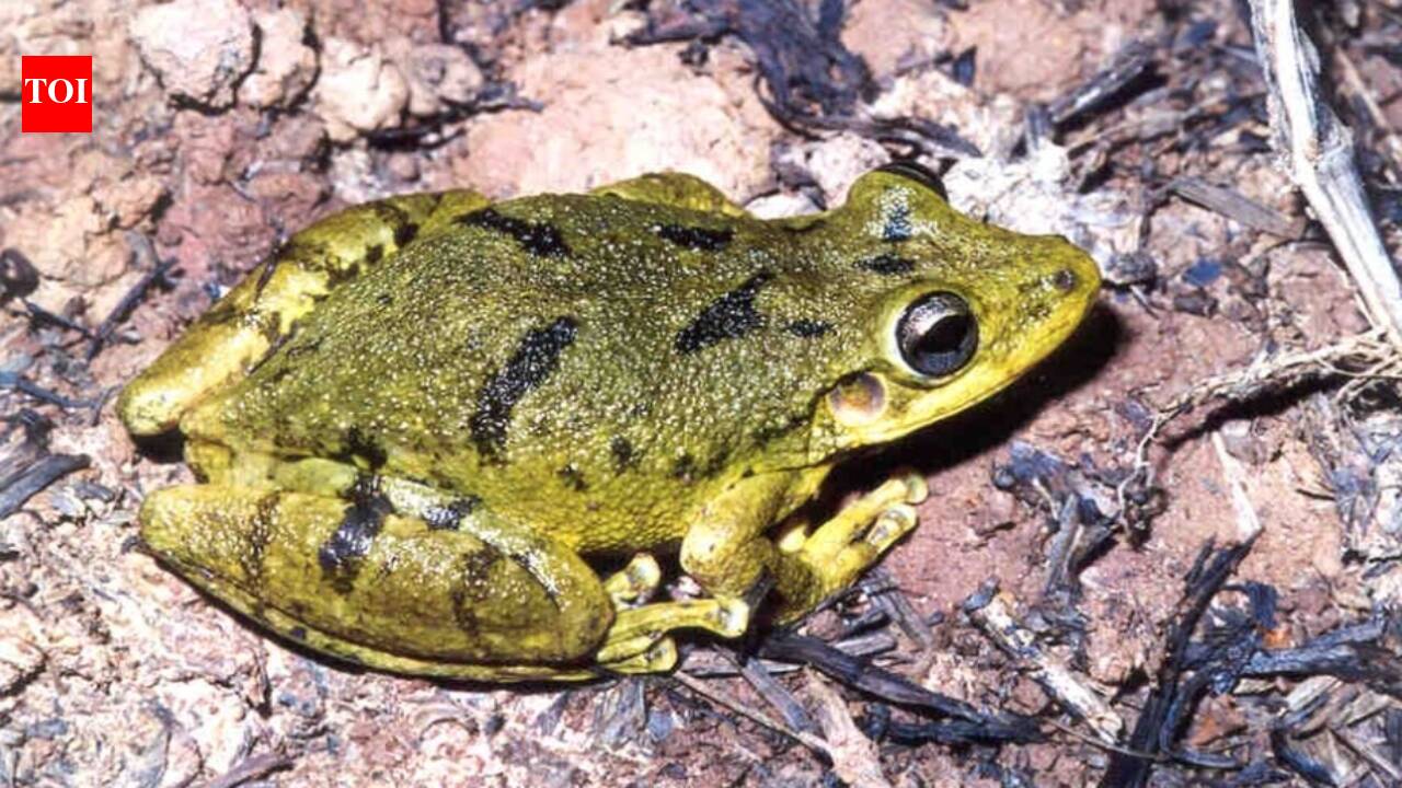 In the late 1990s, a tree frog apparently reached the Galápagos in cargo; it later established populations on multiple islands, where its ecological impact remains under study