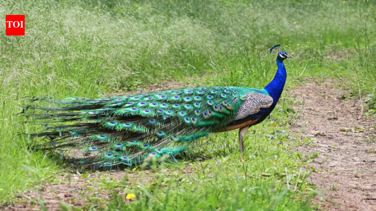 Japan’s 'pet' peacocks are devastating local wildlife—and islanders are scrambling to save their native species.