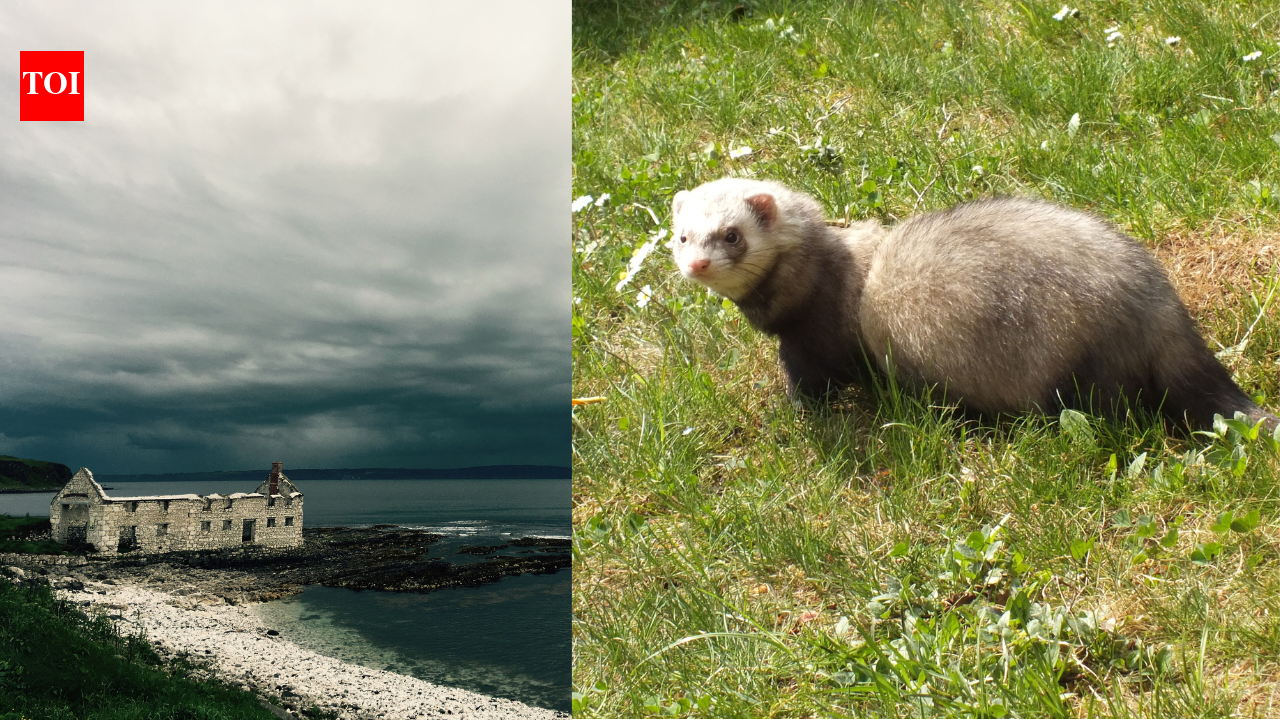 An 80s 'quick fix' backfires: Invasive ferrets are now threatening a colony of 250,000 seabirds.
