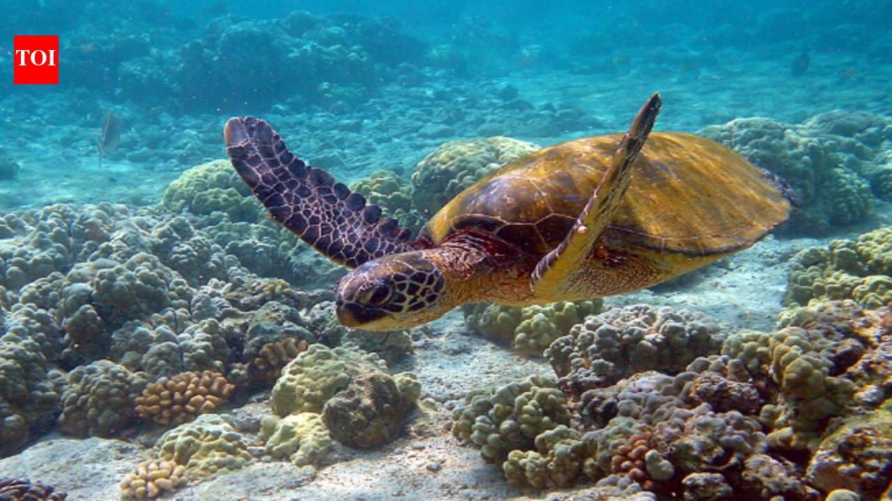 In the 1950s, Japan imported American turtles as pets and released adults, which...