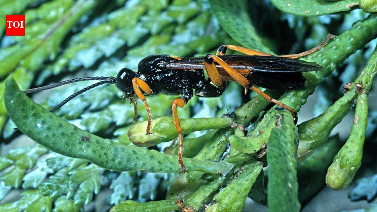 We tried to 'save' Hawaiʻi’s crops with wasps, but now they’re devastating our native forests.