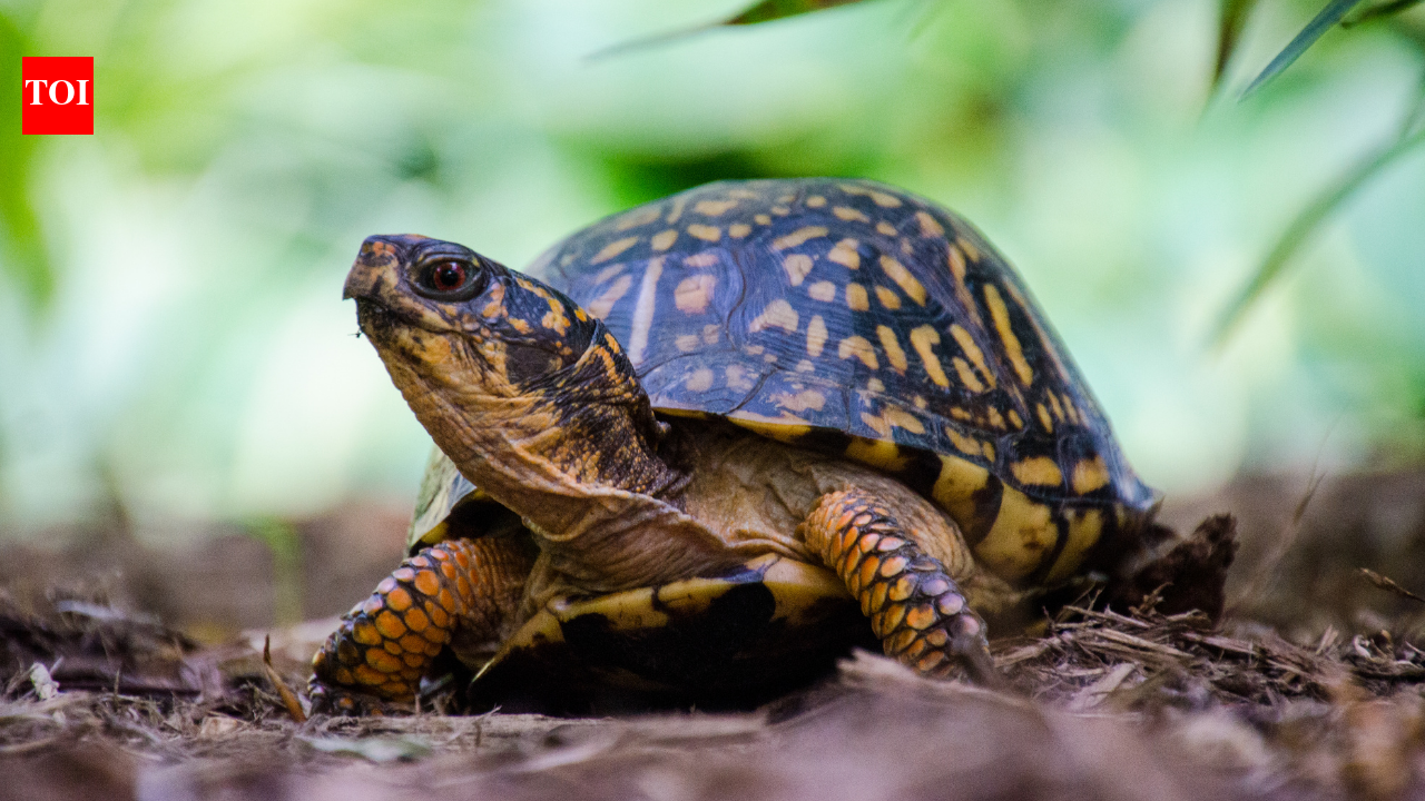 Smithsonian uses X-rays, cups and 216-yard threads to find turtle nests; 13 of 16 were raided