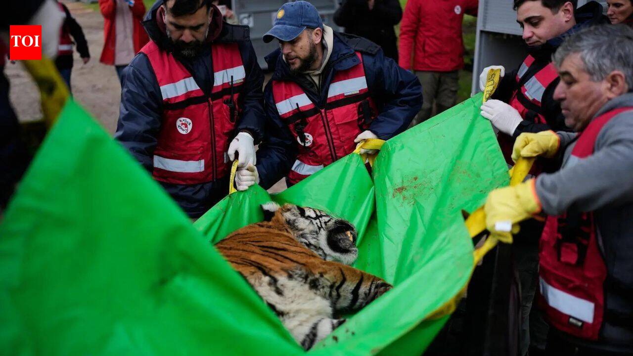30 lions and tigers leave notorious Argentine zoo; head to new sanctuaries