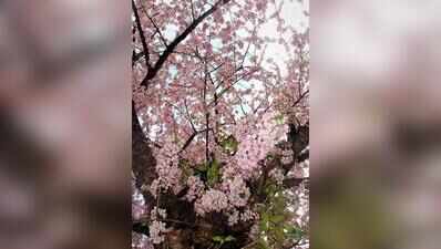 Cherry blossom trees to woo tourists to dists