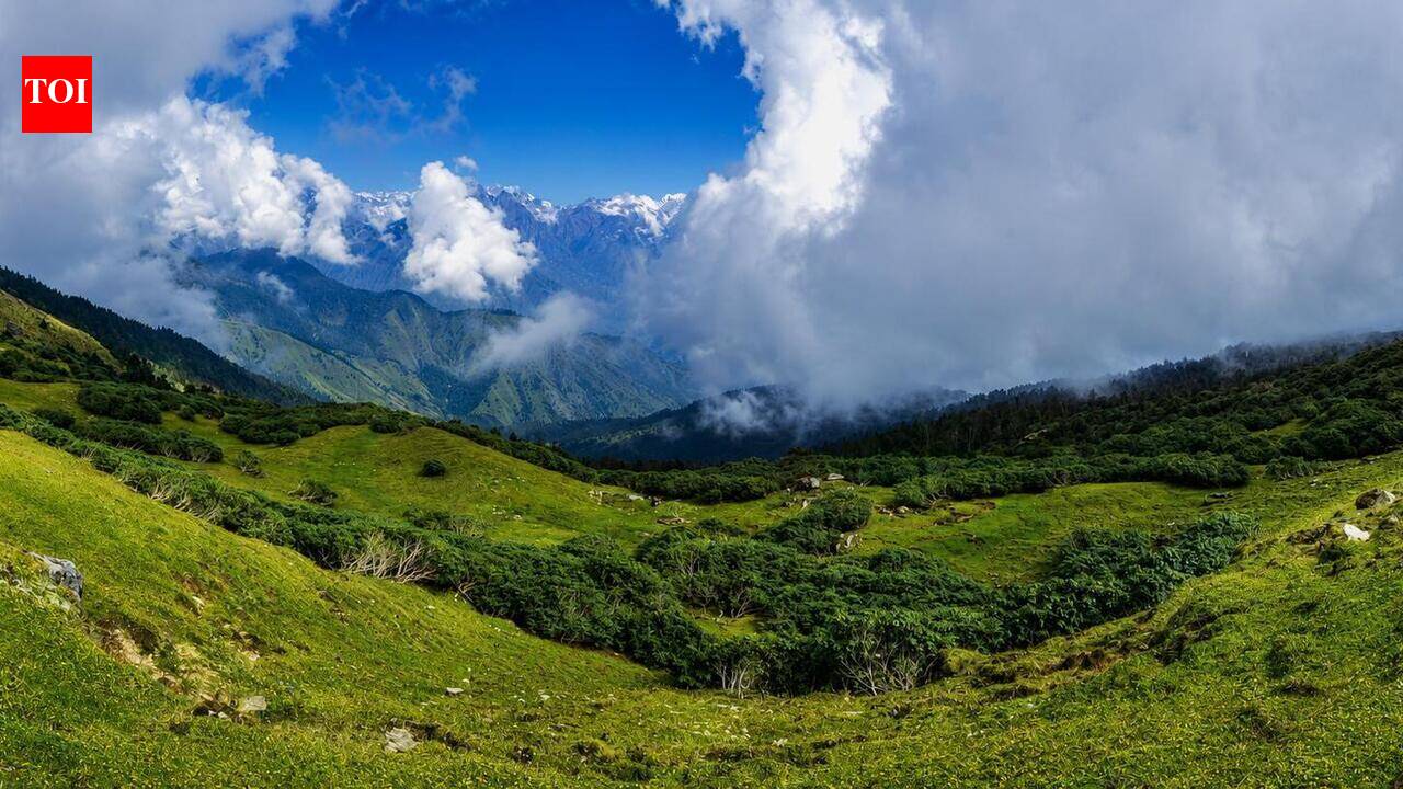 Bhojpatra tree praised by PM for helping hill women may lose half its suitable habitat by 2100