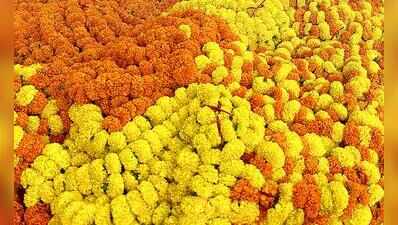 Agri dept distributes 1 lakh marigold seedlings, Sattari farmers to begin cultivation